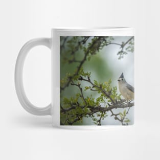 Black Crested Titmouse Little Beauty Mug